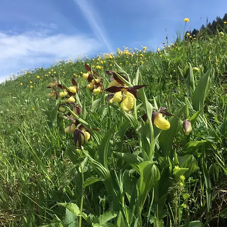 Stockberghuesli בית נופש Nesslau
